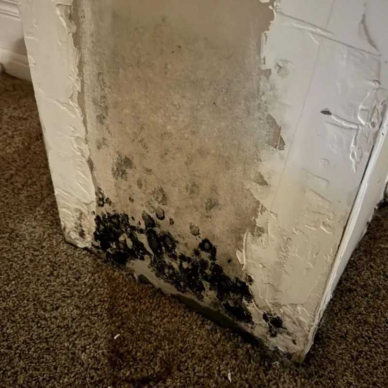 Professional Mold Removal in Dickens County, TX